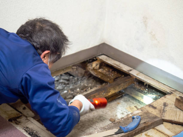 Best Home Mold Removal  in Lus Valley Marinwood, CA