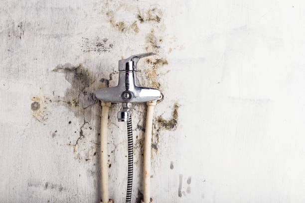 Best Best Mold Removal Companies  in Lus Valley Marinwood, CA