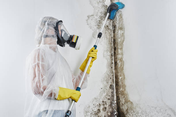 Crawl Space Mold Removal in Lucas Valley Marinwood, CA