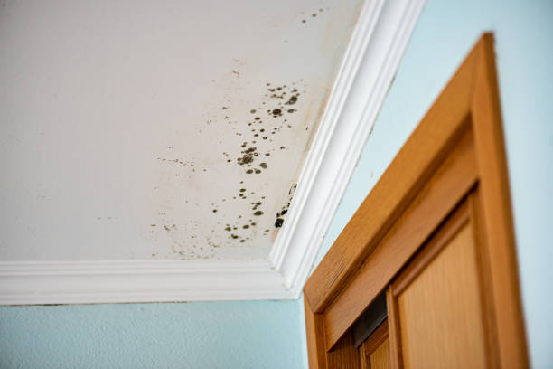 Best Crawl Space Mold Removal  in Lus Valley Marinwood, CA