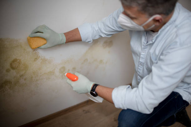 Best Mold Remediation  in Lus Valley Marinwood, CA