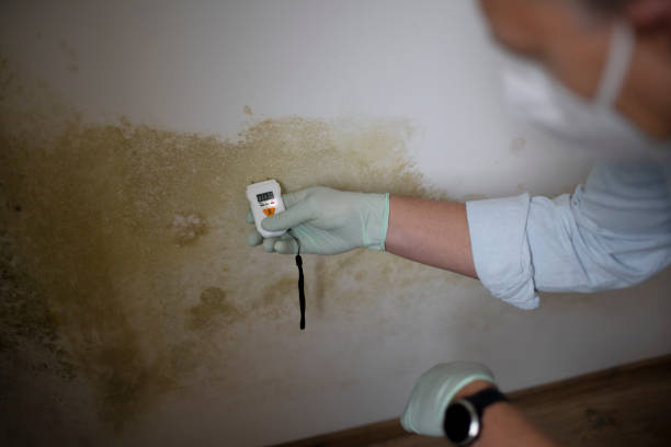 Best Residential Mold Removal  in Lus Valley Marinwood, CA