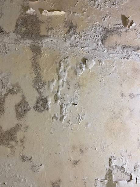 Best Office Mold Removal Services  in Lus Valley Marinwood, CA