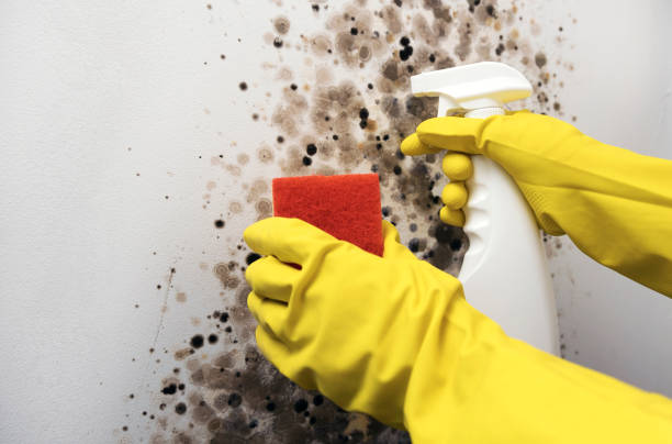 Best Mold Cleaning Services  in Lus Valley Marinwood, CA