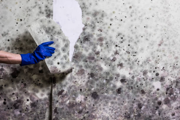 Lucas Valley Marinwood, CA Mold Removal Company