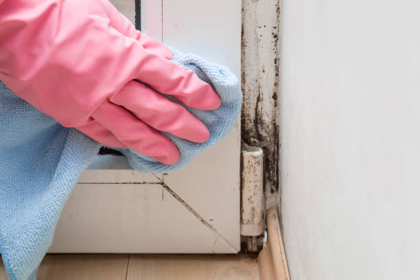 Best Toxic Mold Removal  in Lus Valley Marinwood, CA