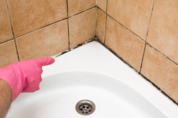 Best Same-Day Mold Removal  in Lus Valley Marinwood, CA
